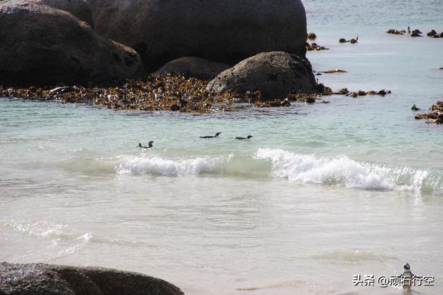 南部非洲：南非开普敦企鹅岛