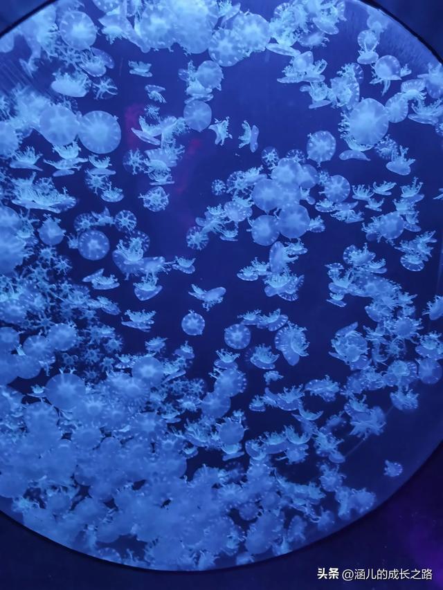 最新天津极地海洋馆一日游攻略——亲测实用!所有演出都可看完!