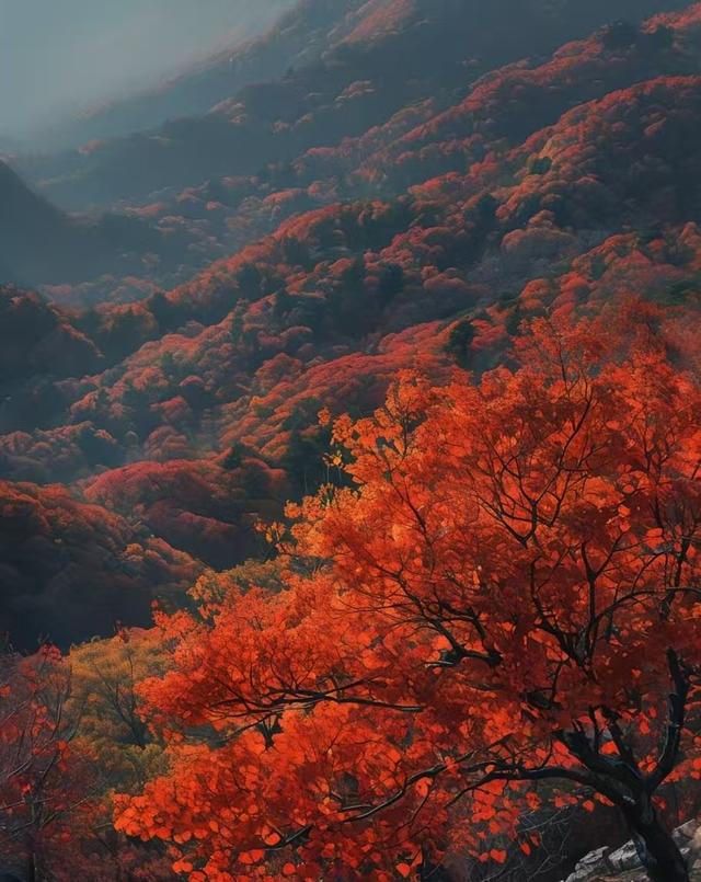 北京香山红叶