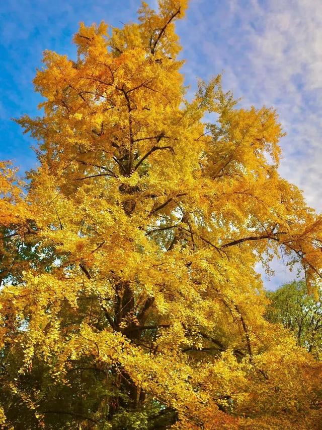 还起什么标题，美不美你们直接看！