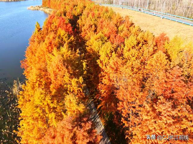 河南淮滨：湖畔杉红景美人更美