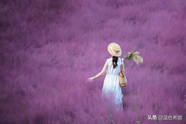 和秋日粉黛草合影，不露脸的照片，也可以很唯美，很浪漫