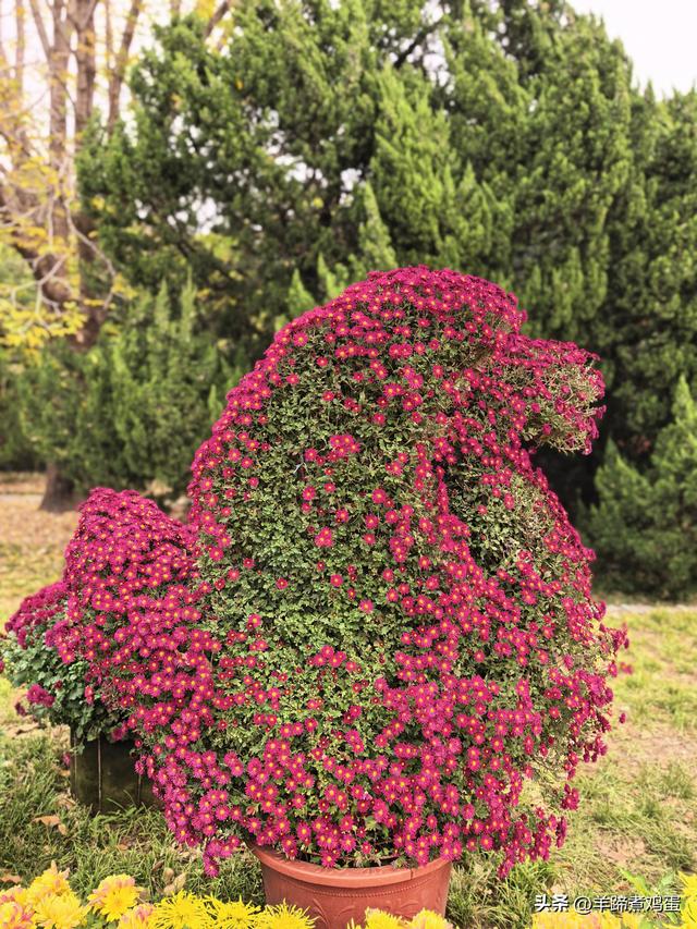 秋风独宠一园菊，晚来香艳出樊篱——北京北海公园2025年菊花展