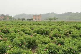 父母走了五年之后，你会看到这4个人生真相图片