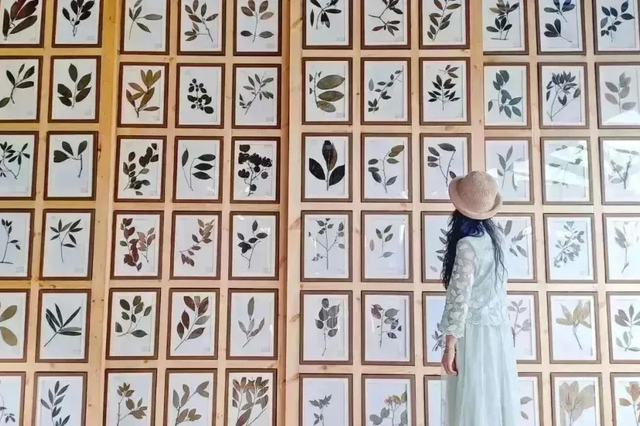 秋崃 | 一大片彼岸花！就在桑园！！