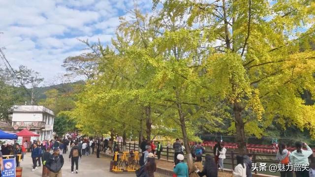 香港千人乘高铁赴韶关 共赴帽子峰“银杏之约”