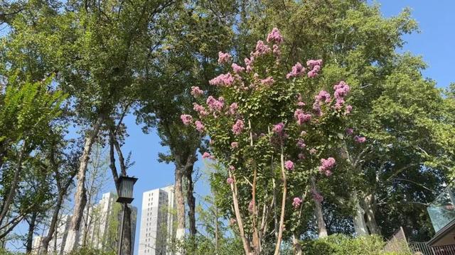 兴庆宫的秋，桂花飘香，花影添色