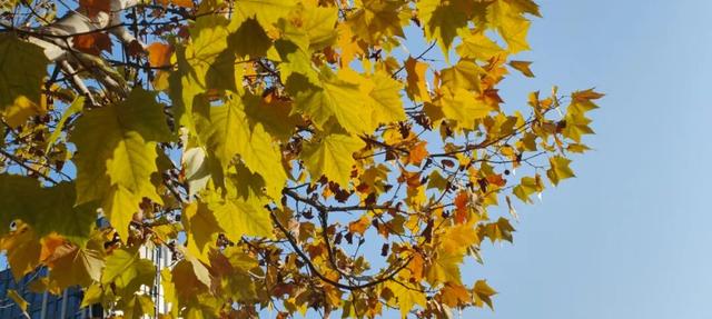 寻美薛城丨冬日的浪漫！法桐的金色韵味从秋的繁华走向冬的静谧！