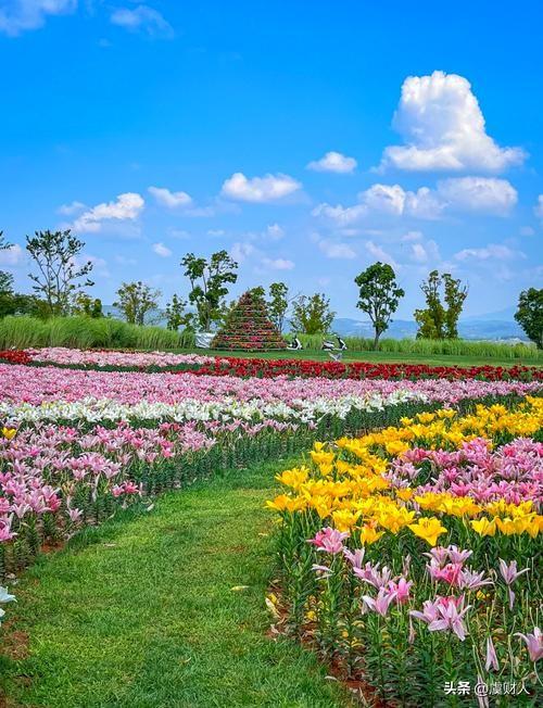 三月里春暖花开，云南正是花的季节