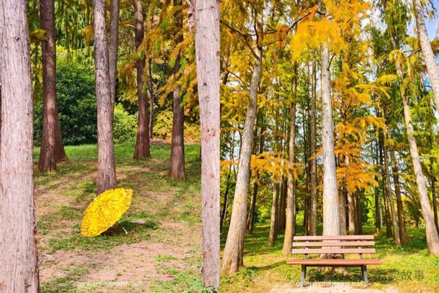 颜值巅峰的冬日秘境！上海共青森林公园，12月最值得去的免费公园