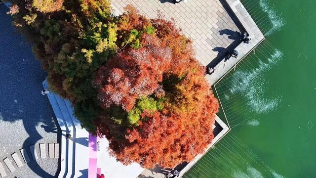 洱海水杉林：湿地生态和谐的“守护者”