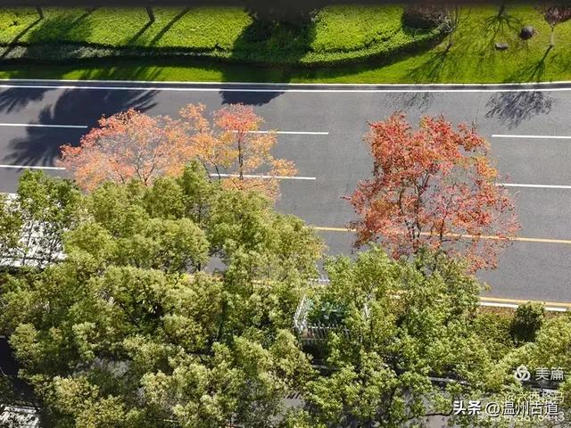 市府路的这几颗乌桕树,你见过吗?现在正是最美的时候!