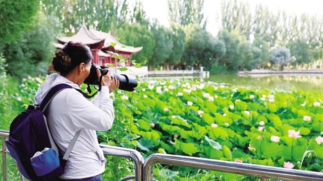 一池荷花 绽放酒泉夏日浪漫