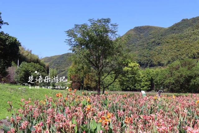 浙江宁波的红杉观赏胜地，树还没变红但美人蕉花海红了，美不胜收