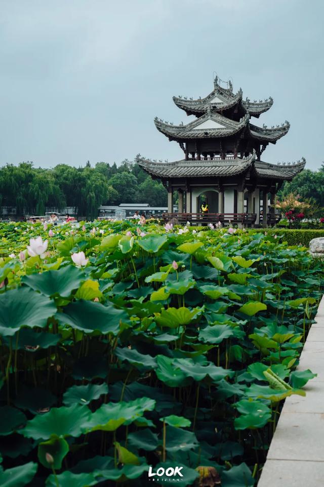 夏天来北京，就为了逛这座公园