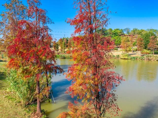 看！是金黄色的光明！