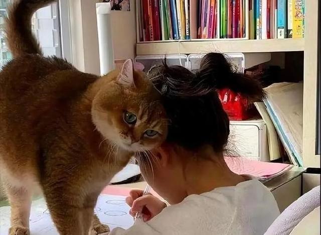 猫咪用头拱你	，原来不是在撒娇！真相让主人们惊呆了
