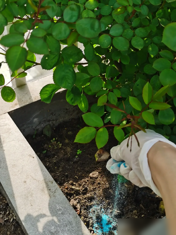 为何买的花苗，总会慢慢死掉？不是商家有猫腻，是你手法“失误”