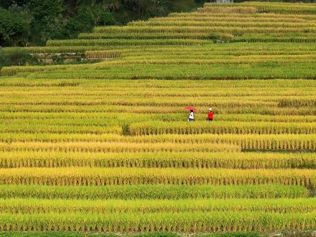 秋日限定!速来围观肇庆的绝美风光~