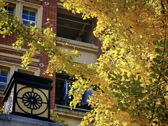 抬头！在寒冷的冬天再欣赏欣赏科院的秋吧