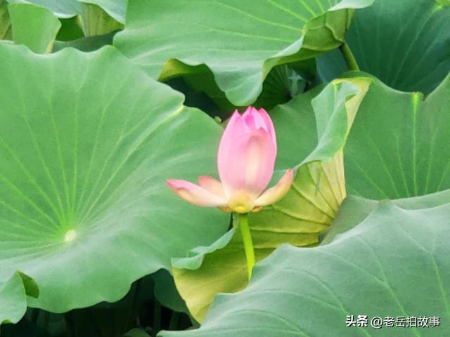 郑州市西流湖公园时下正是赏荷花观芦花的绝佳时候