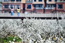 花有约，春不误！本周末，桐乡槜李文化季·赏花季浪漫开启图片