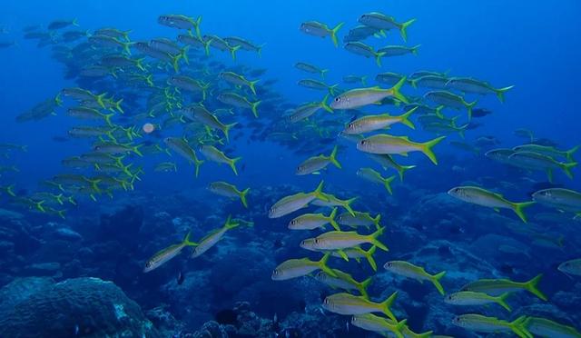 日本十大潜水圣地：潜点特色与难易度总整理