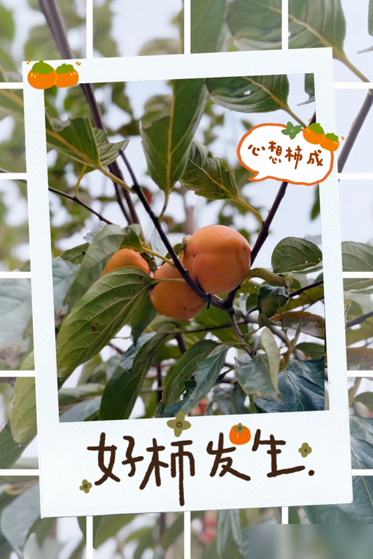 阴树不能进阳宅，老祖宗告诫：不管院子多大，这5种树最好都别种