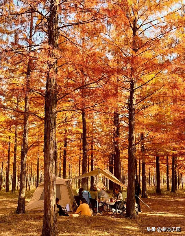 武汉秋日悄然绽放，梧桐叶黄江风凉，你还在等什么？