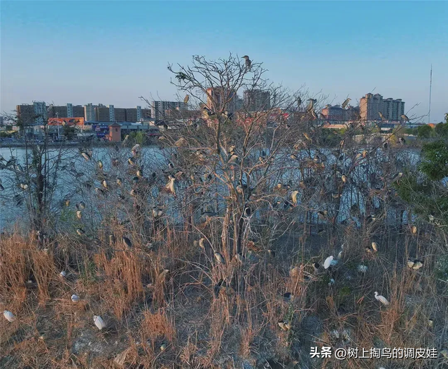 国家湿地公园柘城容湖“贵客”：生态之美与守护之责