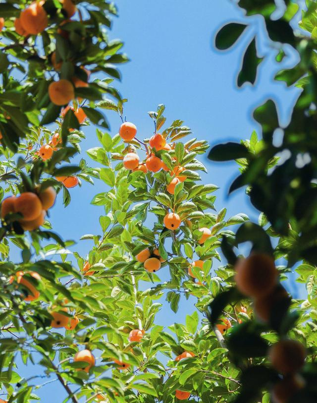 为啥有人越活越通透？3个“保命级”快乐思维，看完想转给所有人