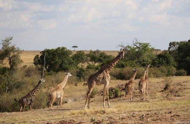 从9万到10万！肯尼亚凭啥成春节新顶流？三大原因让游客说走就走