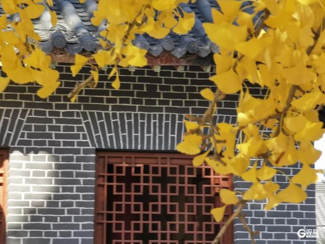 满树金黄！青岛这棵千年银杏已进入最佳观赏期