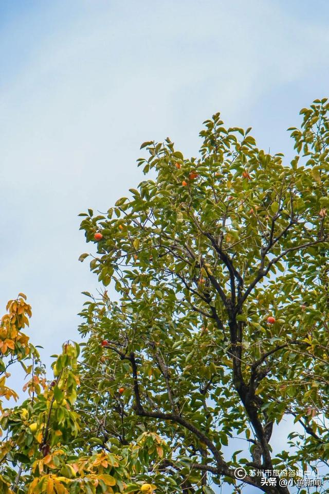 好多人在拍！苏州到底有谁在啊