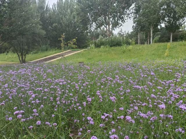 游马鞭草田