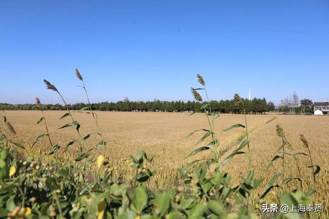 在庄行渔沥，抛一竿清风，钓满眼诗意