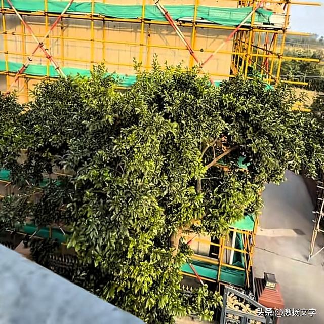 全红婵家新房旁的美女邻居，建房时有影响的那棵大树就是美女家的