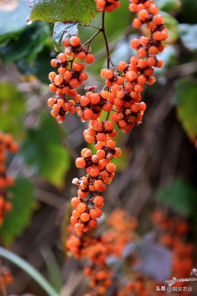 广西融安：南国冰凌成美景