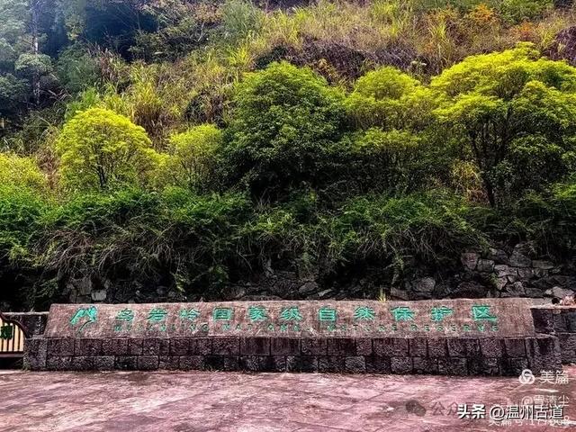 远上乌岩岭上斜,白云生处白云尖!温州这处秋日美景值得一去!