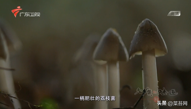 老广的味道 鱼肚花胶是哪期 老广的味道第五季鱼露
