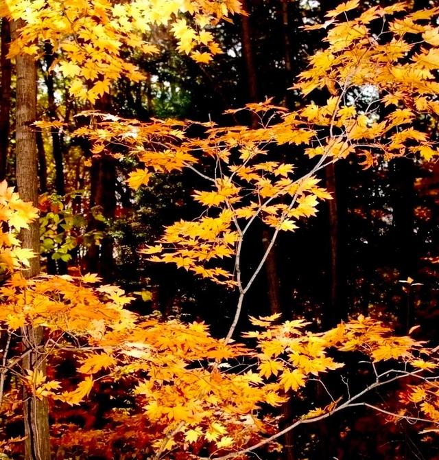 李生丨红色印记 第四十三集 《秋日里的亮子河 自然的梦幻绮境》