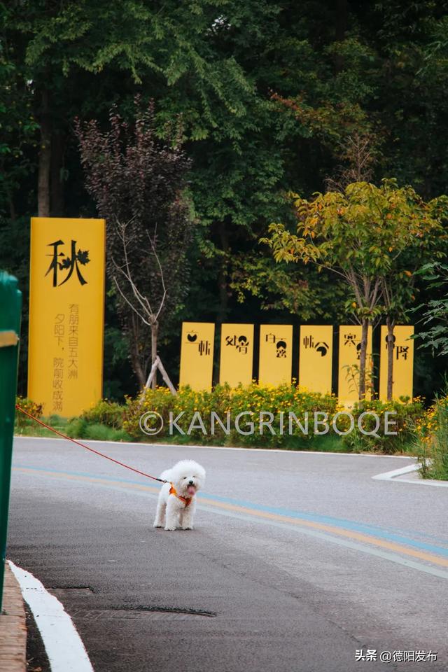 免费！德阳15分钟刹拢！穿竹林、摘果子、拍美片，小众悠闲~
