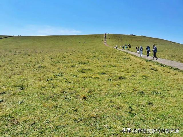 新疆喀拉峻草原,花斑森林镶嵌在高山草甸上