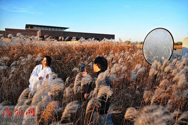 二里头夏都遗址博物馆周边芒草摇曳 冬日景色美如画