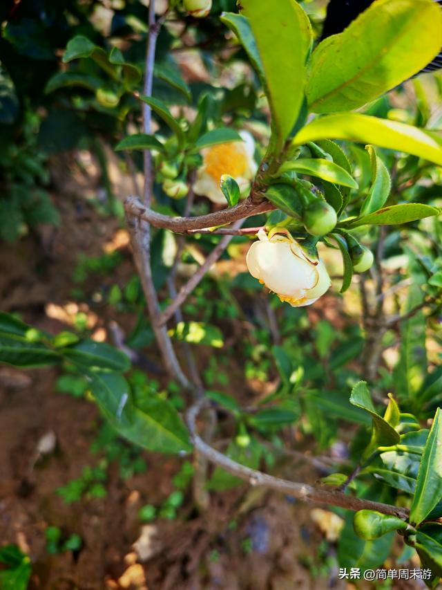 16）嵩山秋行记：27人踏秋赏红叶，从西山脊到古刹禅心