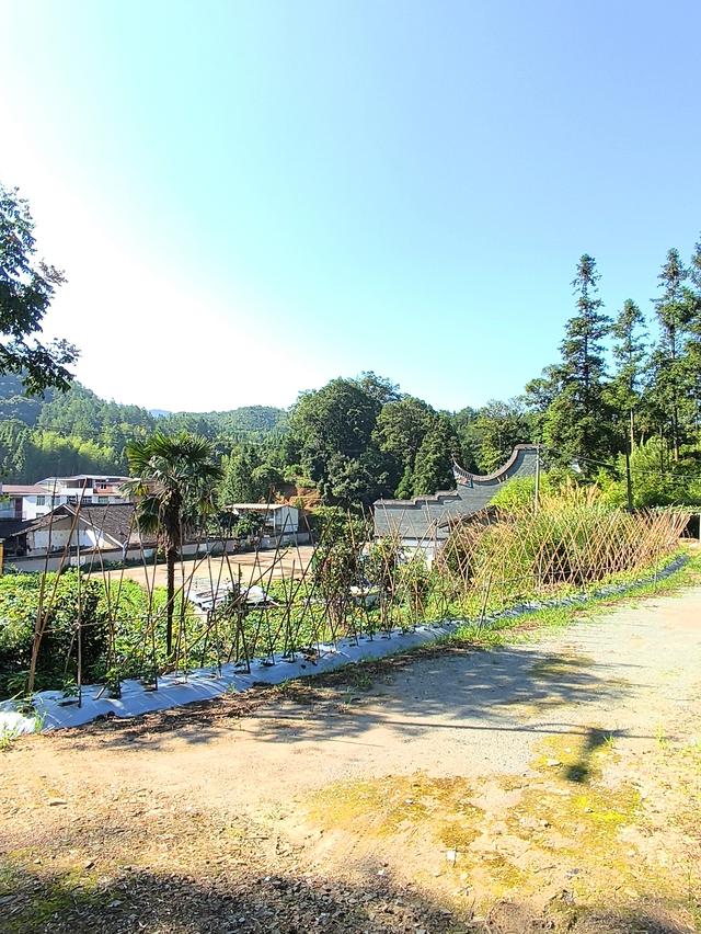 福建 · 福州 · 大湖 · 一村一品：东姚村(2025·7·28～8·1)