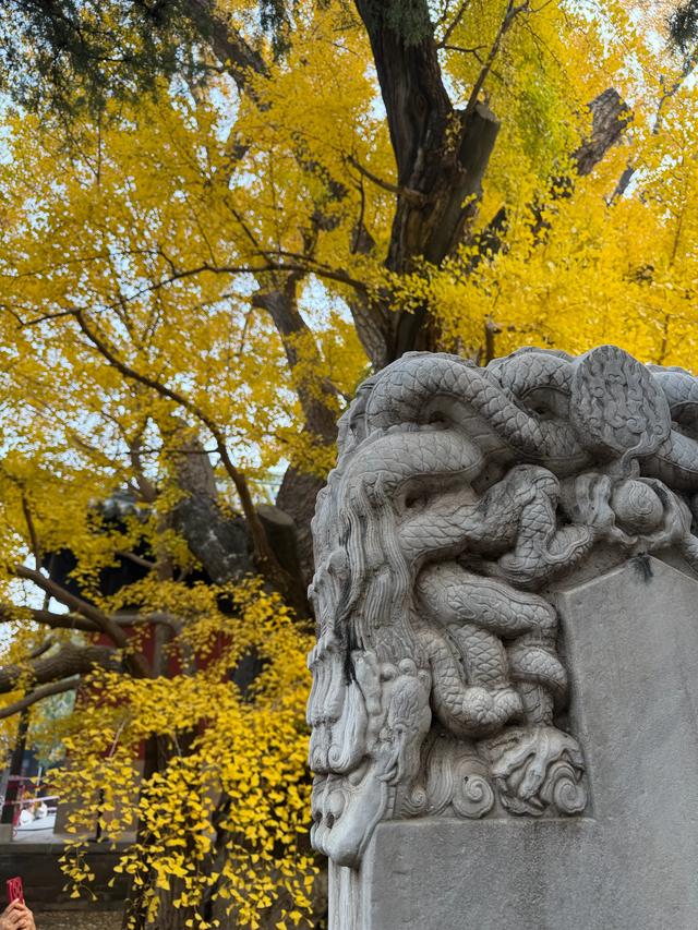 甘撒金缕苒秋寰