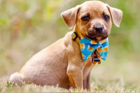 小奶狗被黄蜂蜇伤，脸肿成卡通形象。这委屈样子，功德都笑没啦图片