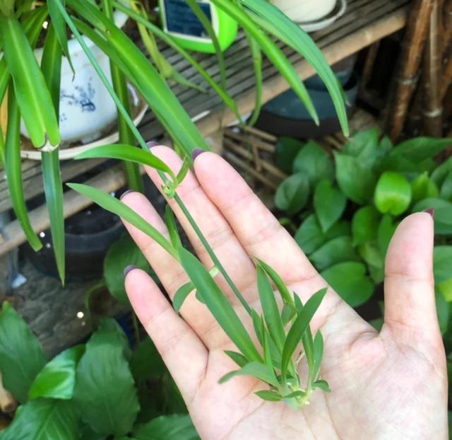 一定不要错过这5种花，沾土就活，皮实好看，懒人福音！