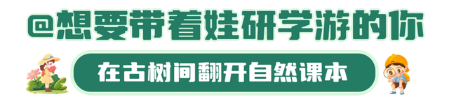 古树观鸟图鉴—4大主题20条线！玩转黄山→ | 皖美夏日